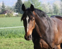 broodmare Dorina Donantella (Hanoverian, 2001, from Dream of Glory)