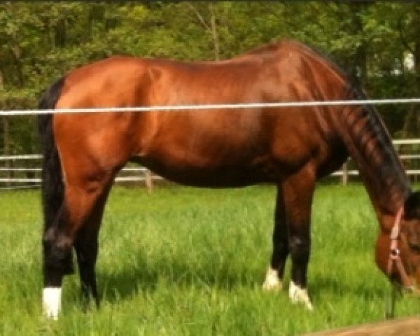 broodmare Windrose (Hanoverian, 1991, from Wiener Skat)