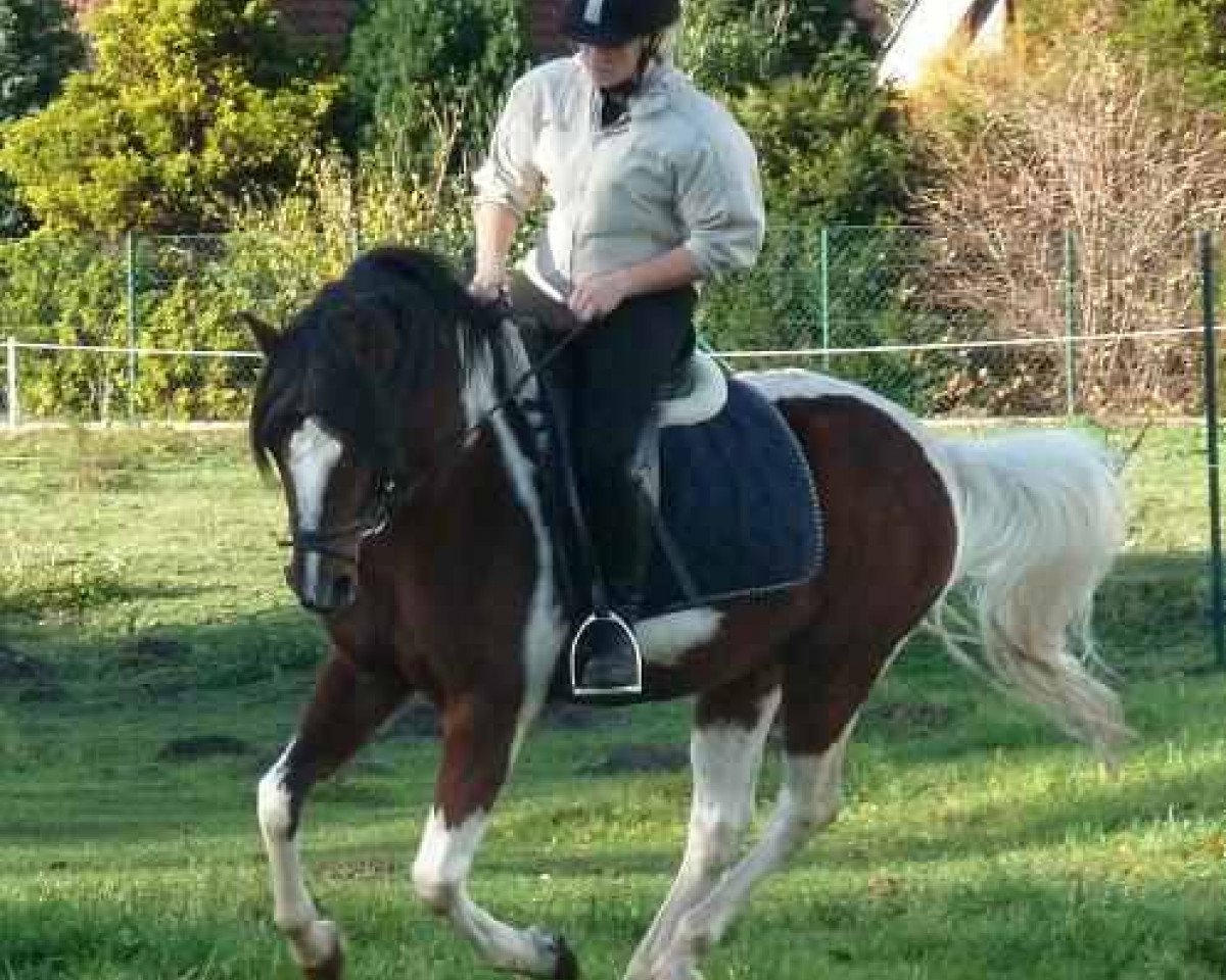 stallion Mondprinz (Lewitzer, 2002, from Montego N)