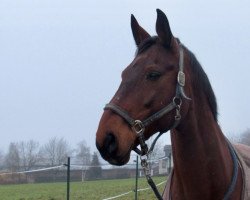 dressage horse Rico (Rhinelander, 2000, from Rilke)