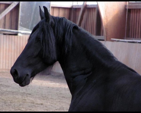 horse Naomi 322 (Friese, 2006)