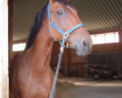 horse Herbstfee G (German Warmblood, 1991, from Hilton)