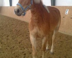 dressage horse Naila (9,375% ox) (Edelbluthaflinger, 2009, from Novara (6,25% ox))