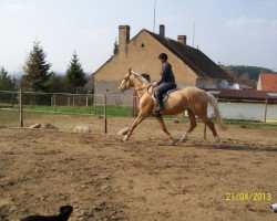 broodmare Žabka (Czech Warmblood, 2008, from Caesar)