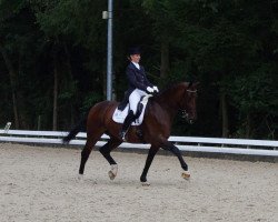 broodmare Torina (KWPN (Royal Dutch Sporthorse), 2000, from Elcaro)