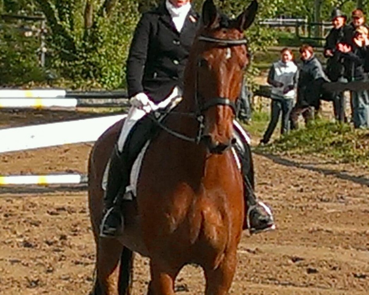Pferd Why Not 250 (KWPN (Niederländisches Warmblut), 2003, von Koriander)