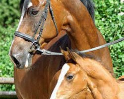 broodmare Gwendolyn (Trakehner, 1993, from Maestro)