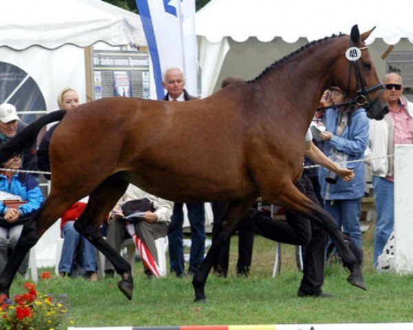 broodmare Guendalina (Trakehner, 1998, from Red Patrick xx)
