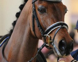 dressage horse Speyksbosch Hotmail (Nederlands Welsh Ridepony, 2007, from Orchard Red Prince)