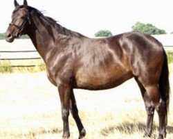 broodmare Starlet VIII (Trakehner, 1998, from Starway)