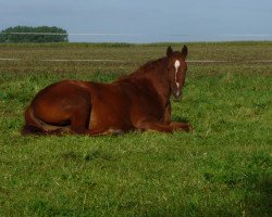 broodmare Wahelia.de (Oldenburg, 2010, from Quattro B)