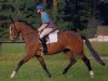 broodmare High Day (Trakehner, 1988, from Amadeus)