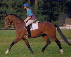 Zuchtstute High Day (Trakehner, 1988, von Amadeus)