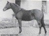 stallion Gobelin (Trakehner, 1954, from Stern xx)