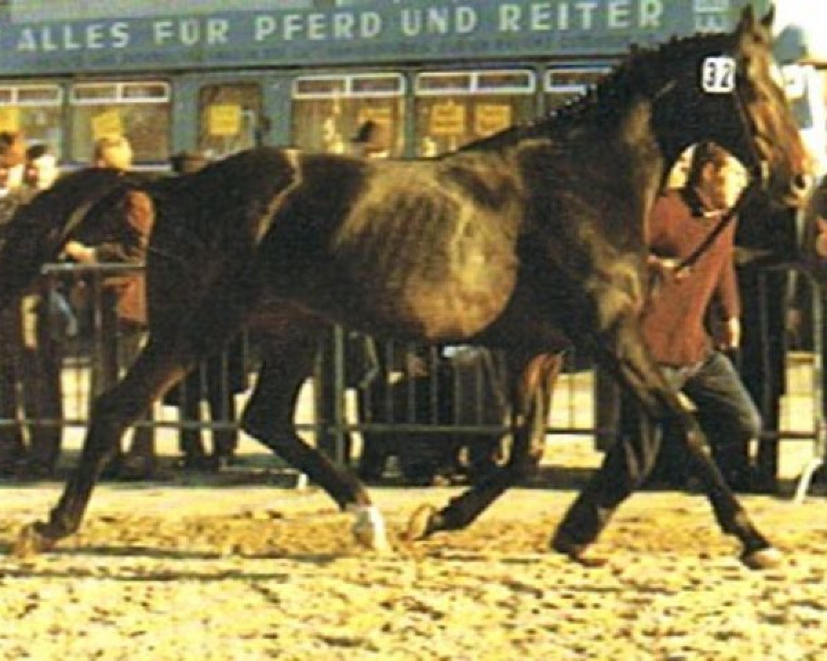 stallion Spielhahn xx (Thoroughbred, 1959, from Neckar xx)