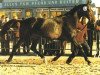 stallion Spielhahn xx (Thoroughbred, 1959, from Neckar xx)