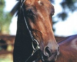 broodmare Mona Lisa II (Trakehner, 1975, from Spielhahn xx)