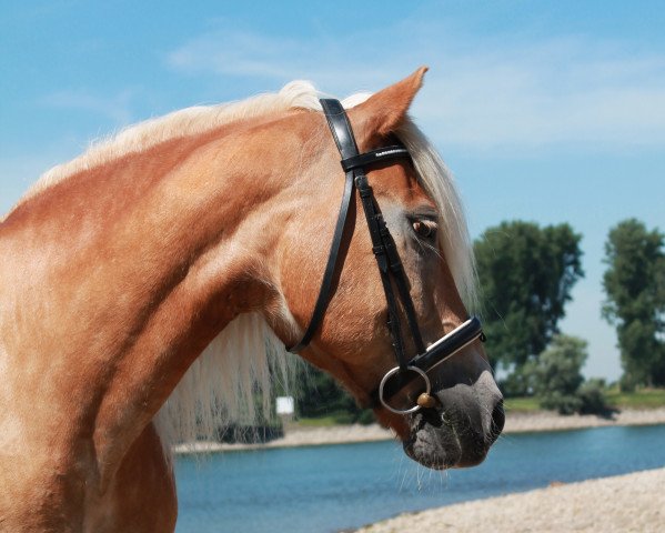 Pferd Heiko (Haflinger, 1994, von Haron)