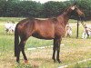 broodmare Mon Reve (Trakehner, 1991, from Caprimond)