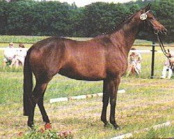 broodmare Mon Reve (Trakehner, 1991, from Caprimond)