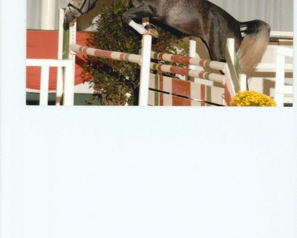 stallion Constantin (Westphalian, 2007, from Colbert GTI)