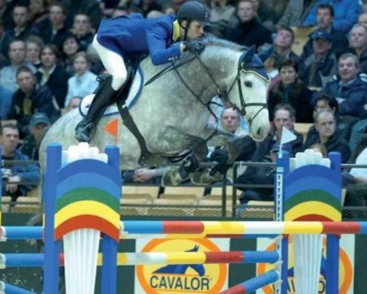 Deckhengst Caritano Z (Holsteiner, 2000, von Carthago)