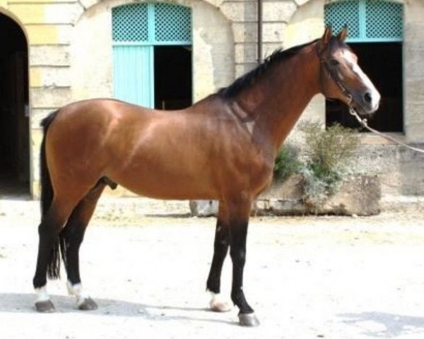 stallion Fastourel du Cap (Selle Français, 1993, from Jalisco B)