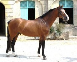 stallion Fastourel du Cap (Selle Français, 1993, from Jalisco B)