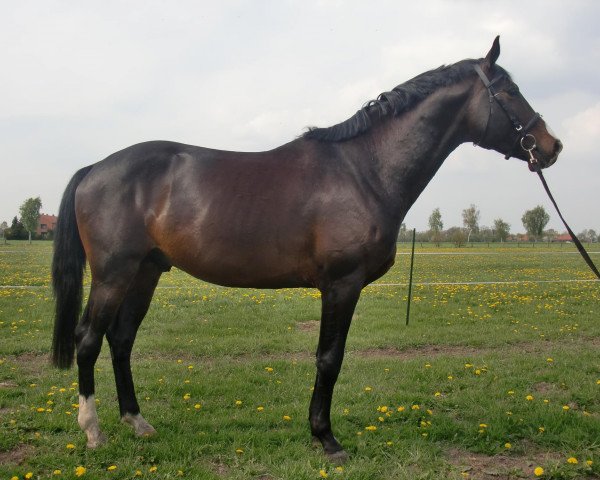 dressage horse One Crazy Fridolyn (Trakehner, 2008, from Freudenfest)