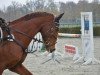 dressage horse San Carlos (Zweibrücken, 2006, from Sunny Day)