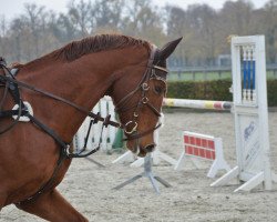 dressage horse San Carlos (Zweibrücken, 2006, from Sunny Day)