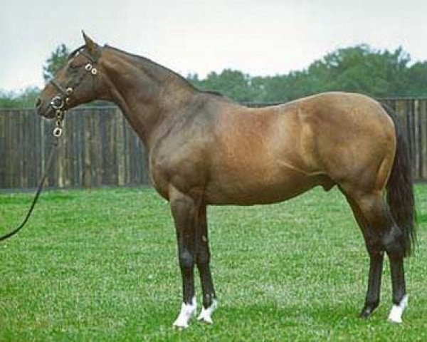 stallion Niniski xx (Thoroughbred, 1976, from Nijinsky xx)