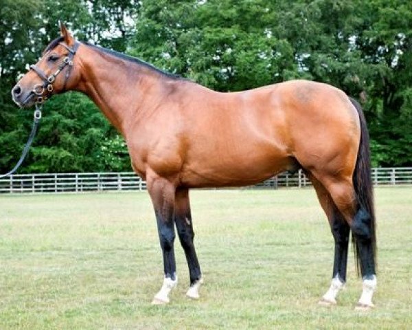 stallion Sir Percy xx (Thoroughbred, 2003, from Mark of Esteem xx)