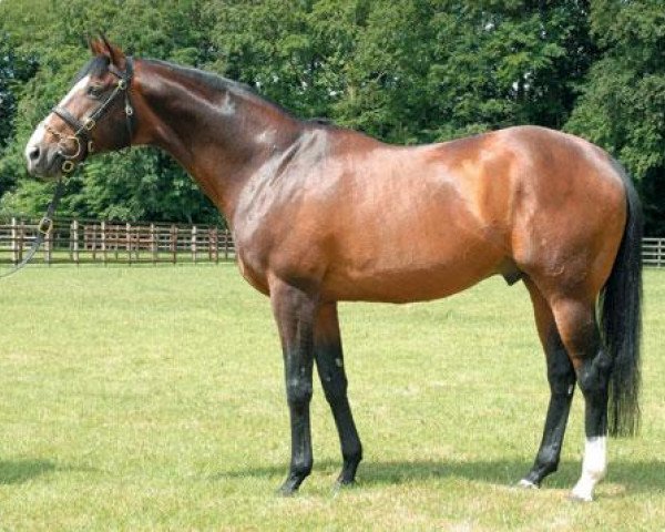 stallion Hernando xx (Thoroughbred, 1990, from Niniski xx)