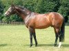 stallion Hernando xx (Thoroughbred, 1990, from Niniski xx)