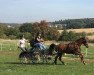 dressage horse Picasso 591 (German Riding Pony, 1999, from Pharao N)