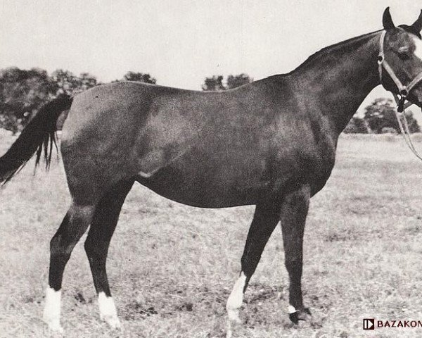 Zuchtstute Tryncza ox (Vollblutaraber, 1958, von Trypolis 1937 ox)