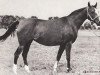broodmare Tryncza ox (Arabian thoroughbred, 1958, from Trypolis 1937 ox)
