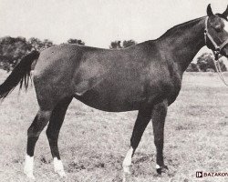 broodmare Tryncza ox (Arabian thoroughbred, 1958, from Trypolis 1937 ox)