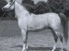 stallion Tryptyk 1965 ox (Arabian thoroughbred, 1965, from Aquinor 1951 ox)