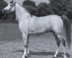 stallion Tryptyk 1965 ox (Arabian thoroughbred, 1965, from Aquinor 1951 ox)