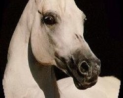 stallion Parys 1974 ox (Arabian thoroughbred, 1974, from Tryptyk 1965 ox)