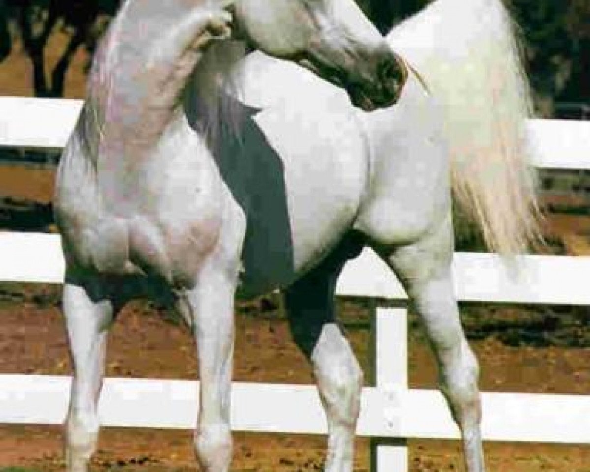 Deckhengst Bandos 1964 ox (Vollblutaraber, 1964, von Negatiw 1945 ox)