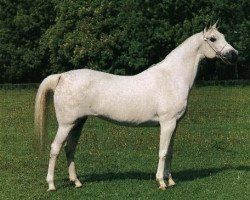 broodmare Partita 1976 ox (Arabian thoroughbred, 1976, from Bandos 1964 ox)