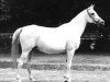 broodmare Parma 1966 ox (Arabian thoroughbred, 1966, from Aswan 1958 EAO)