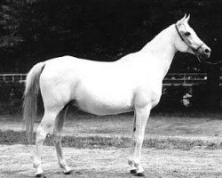 broodmare Parma 1966 ox (Arabian thoroughbred, 1966, from Aswan 1958 EAO)