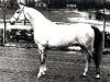 stallion Engano 1970 ox (Arabian thoroughbred, 1970, from Eleuzis 1962 ox)