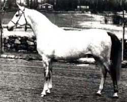 stallion Engano 1970 ox (Arabian thoroughbred, 1970, from Eleuzis 1962 ox)