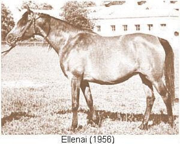 broodmare Ellenai 1956 ox (Arabian thoroughbred, 1956, from Wielki Szlem 1938 ox)