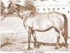 broodmare Ellenai 1956 ox (Arabian thoroughbred, 1956, from Wielki Szlem 1938 ox)